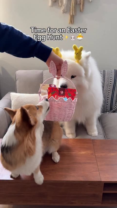 Instagram post by @duckiethecorg for Earthborn Holistic Pet Food. Caption reads: Alllll for easter egg hunts with our favorite....