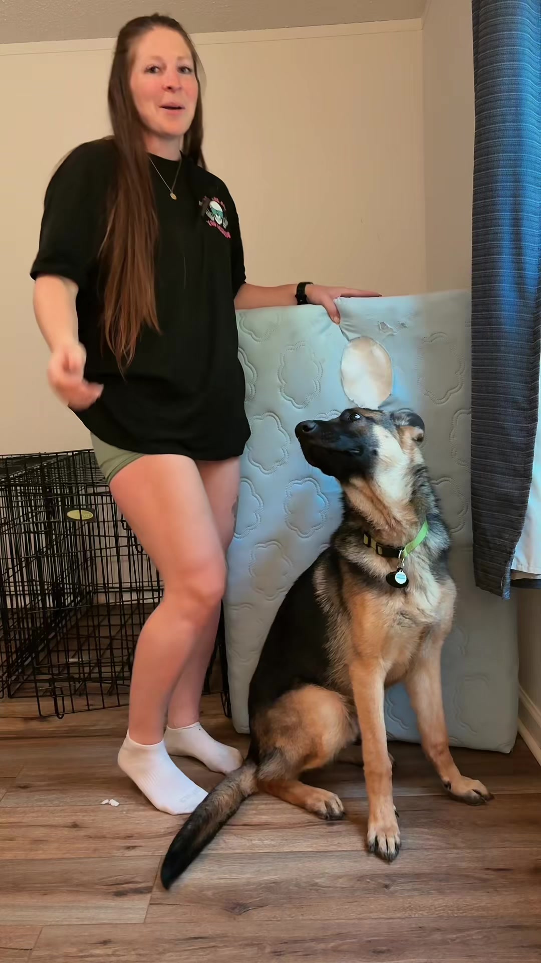 TikTok post by @saban.the.shepard for Lesure Pet. Caption reads: [...] he had to give it a taste test😅🐾 @Lesure....