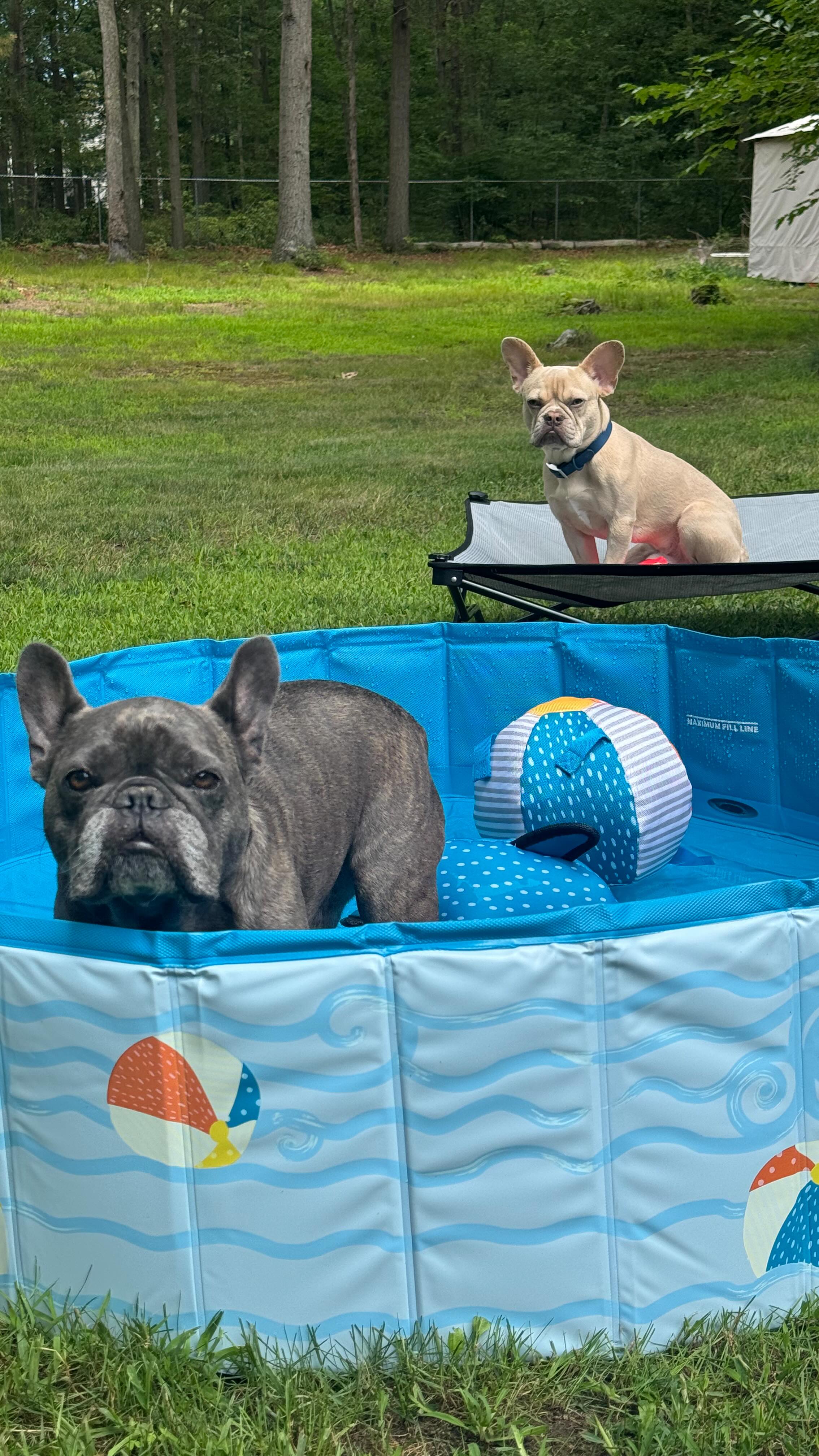 Instagram post by @winstonthefrenchiee_ for Petco. Caption reads: #ad Let’s give the dogs a hydrating day in the....