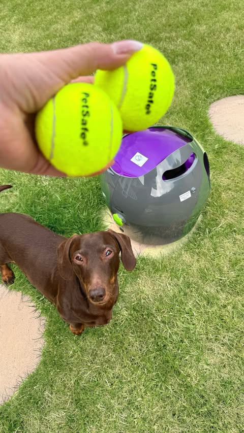 Instagram post by @frankie_dachshund03 for PetSafe. Caption reads: [...] pawsome Automatic Ball Launcher from....