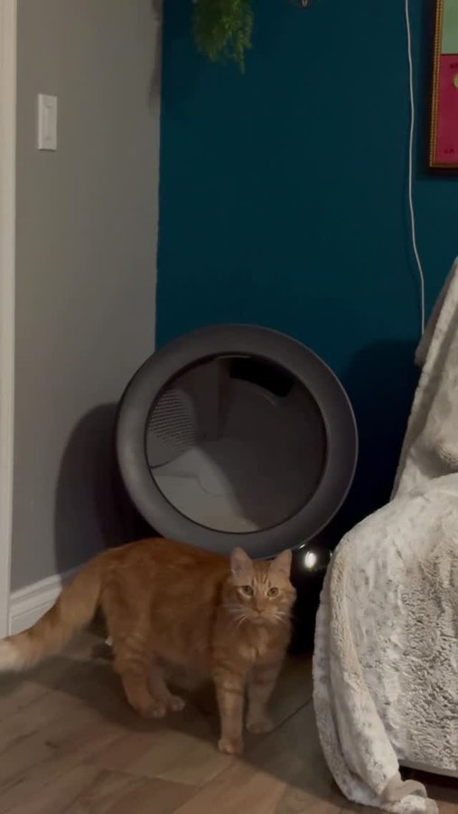 Instagram post by @mrkermitmeow for Litter-Robot. Caption reads: Bathroom? Living room? Kermit had to test every....