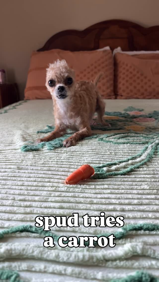 Instagram post by @spud.the.cryptid for WeRateDogs. Caption reads: in honor of spud getting rated on @weratedogs we....