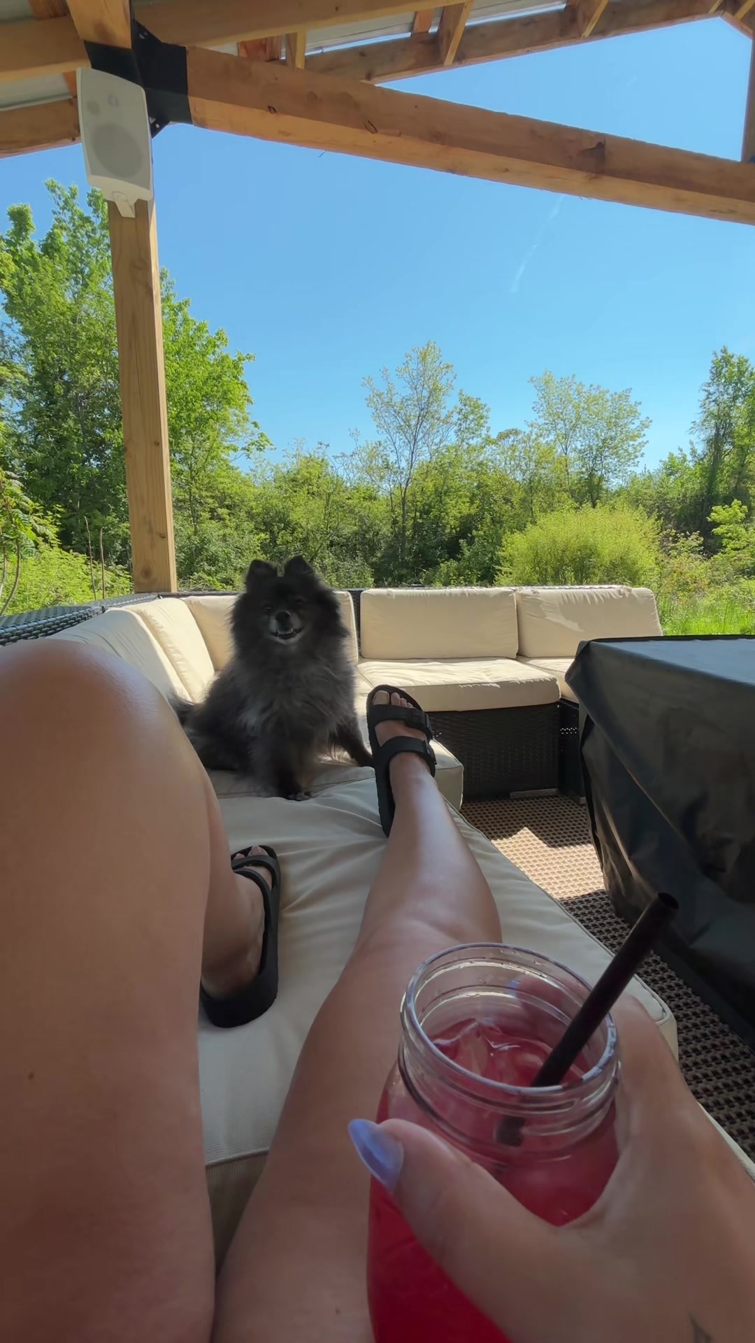 TikTok post by @ashmariee322 for nello. Caption reads: #dogsoftiktok #pomeranian #fyp @Nellosupercalm....