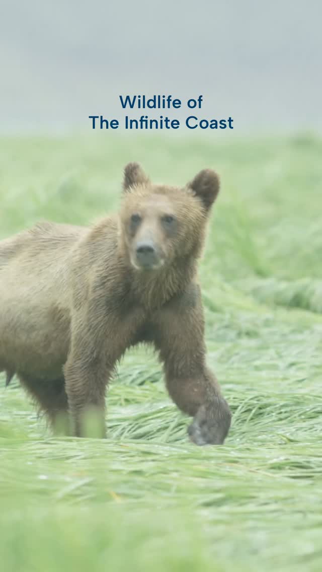 Instagram post by @tourismvancouverisland for Destination British Columbia. Caption reads: The Infinite Coast is teeming with wildlife! From....