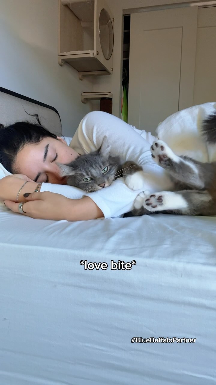 Instagram post by @paquito_thecat_official for blue buffalo. Caption reads: Celebrating National Cat Day with extra cuddle....