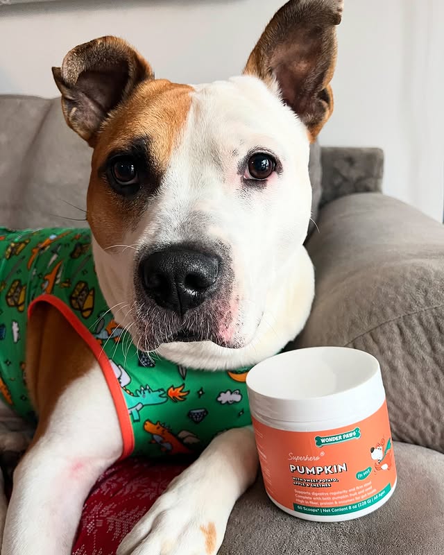 Instagram post by an influencer for Wonder Paws. Caption reads: [...] Bubba has been trying this Wonder Paws....