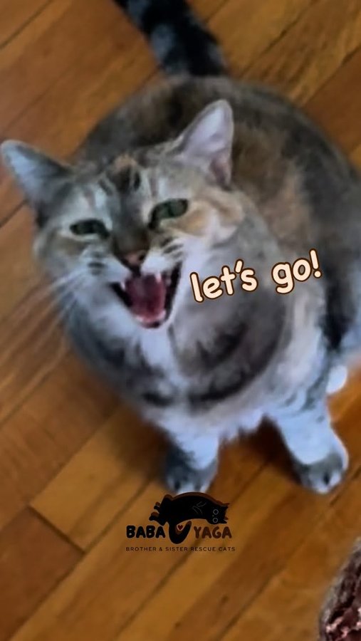 Instagram post by @babayaga_cat for Oma's Pride. Caption reads: [...] enjoyed their turkey heart snacks from....