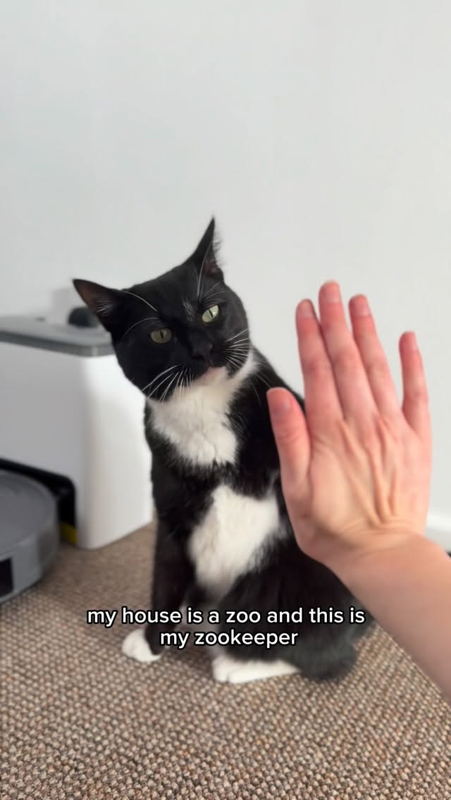 Instagram post by @harvey.the.tux for Lefant. Caption reads: [...] are spotless 🧼 

#ad Thanks to the Lefant....