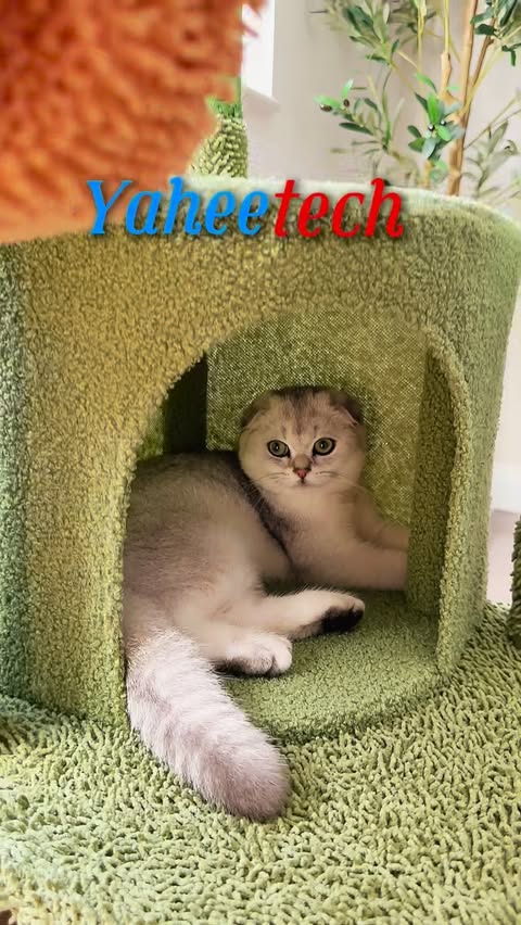 Instagram post by @itsgamzkya for Yaheetech. Caption reads: My cat’s new favorite hangout 🌵🐾
✔️ Multi-level....