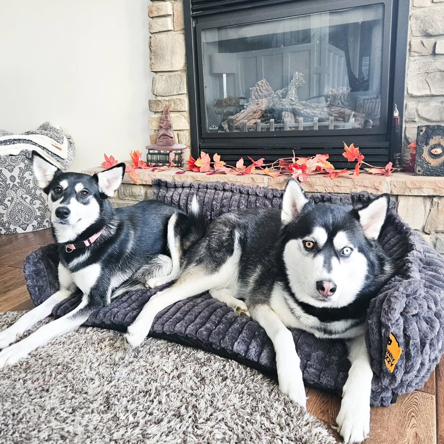 Instagram post by @mistermaxthehusky for FunnyFuzzy. Caption reads: [...] us. 🛏🐾😴 Loving our comfy bed by....