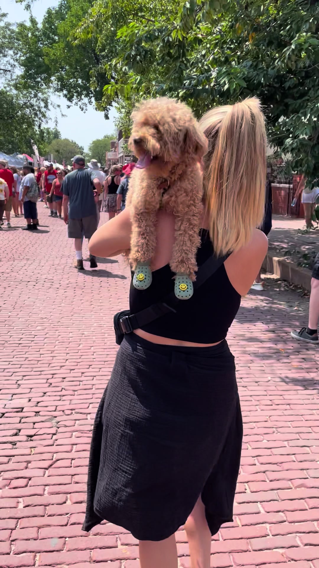 TikTok post by @winstontheminiaturedood for Wellness Pet Food. Caption reads: [...] @Amazon with the link in my bio!....