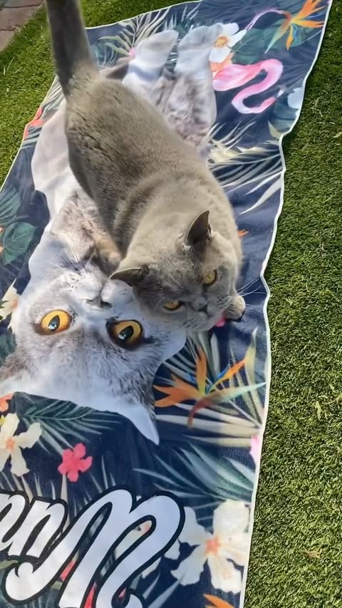 Instagram post by @britishblue_seraphina for Pawfect House. Caption reads: [...] it’s super absorbent ! Thank you....