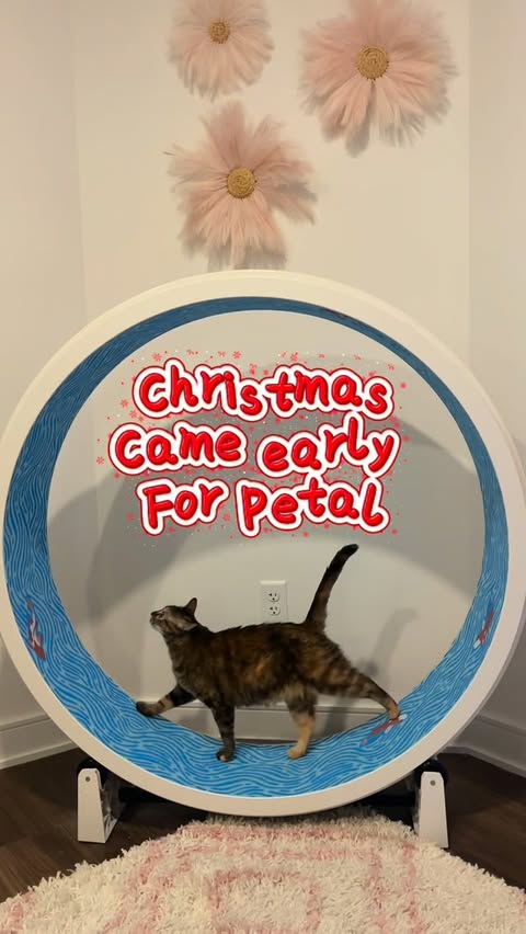 Instagram post by @mylittlecatgarden for One Fast Cat. Caption reads: [...] and the chaser toy every day 🎄 
#onefastcat....