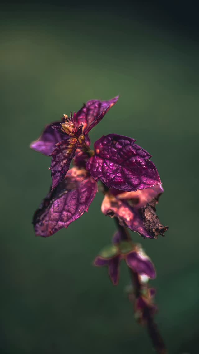 Instagram post by @fabrice_lombard_photography for SANDMARC. Caption reads: ✨ A new chapter in my photography journey 🍃
The....