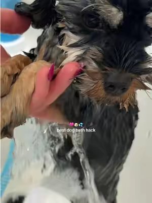 TikTok post by @amber_posiesmom for Rinseroo. Caption reads: @Rinseroo™ #dogbath #doghacks.
