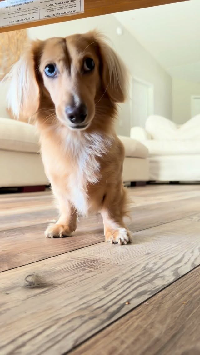 Instagram post by @hanmade.details for Eureka. Caption reads: Let the vacuum do the work!✨🤏
AD| The Eureka....