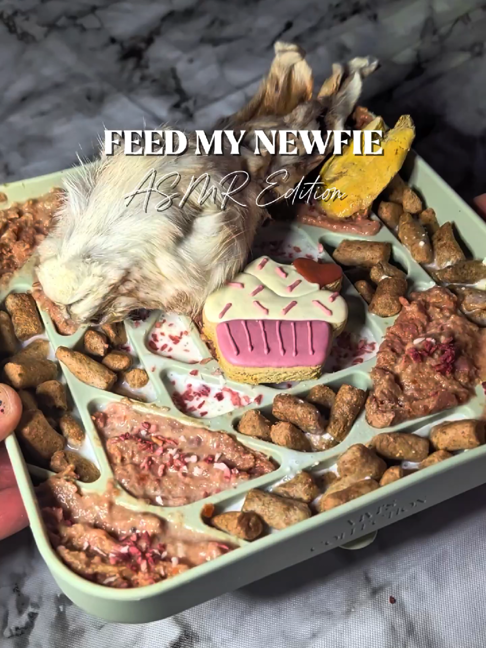 TikTok post by @ellie_marsellus_jules for Vital Essentials. Caption reads: [...] | ELLIE Pawfect Snacks | ELLIE @Vital....