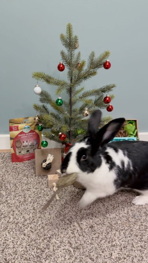 Instagram post by @oreo.thebunnyrabbit for Oxbow Animal Health. Caption reads: Watch till the end to find out which is Oreo’s....