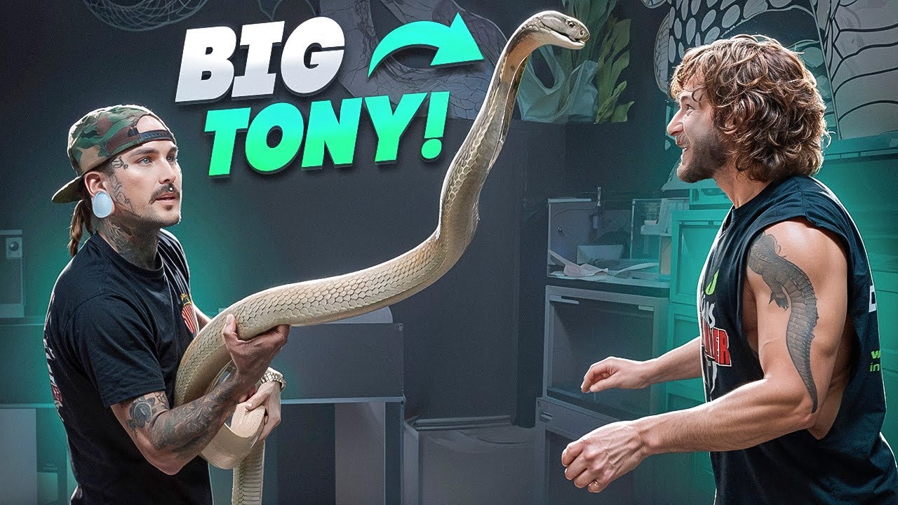 YouTube post by @TylerNolan for Eternal Ink. Caption reads: MASSIVE KING COBRAS and CRANKY CROCODILES with....