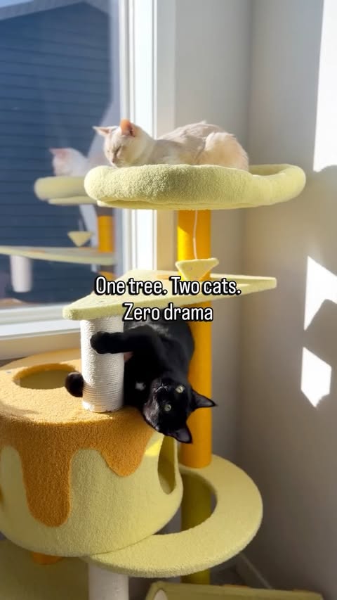 Instagram post by @cleo.heihei.diary for Happy & Polly. Caption reads: We just moved into our new cheese playground from....