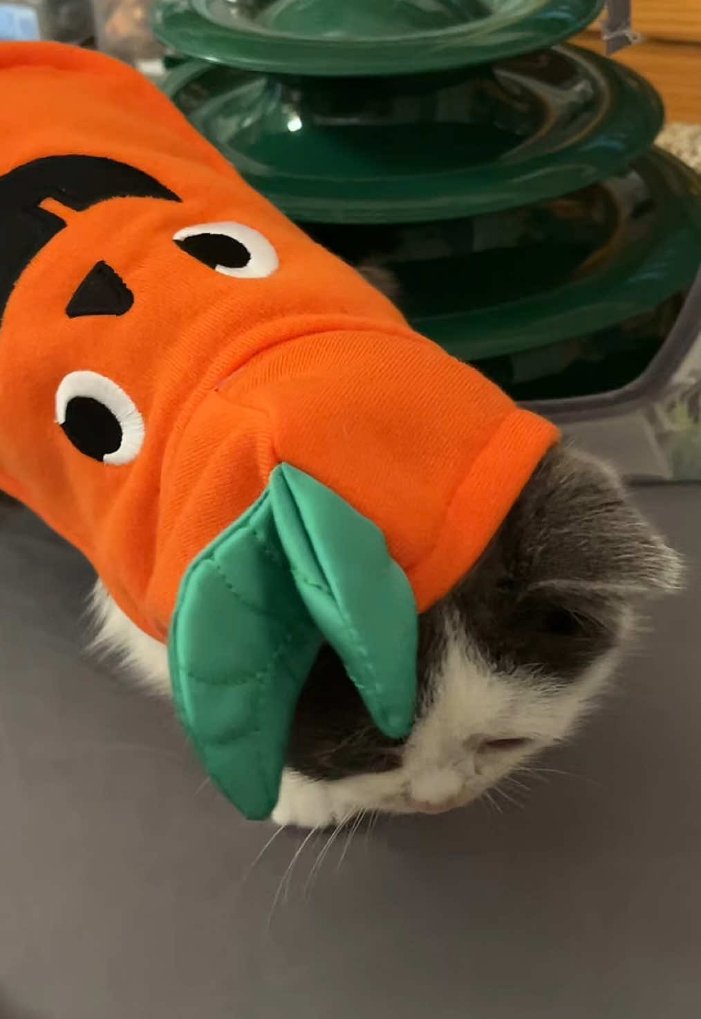 TikTok post by @kermiewormy for Petco. Caption reads: Introducing Kermit’s TWO NEW COSTUMES that we got....