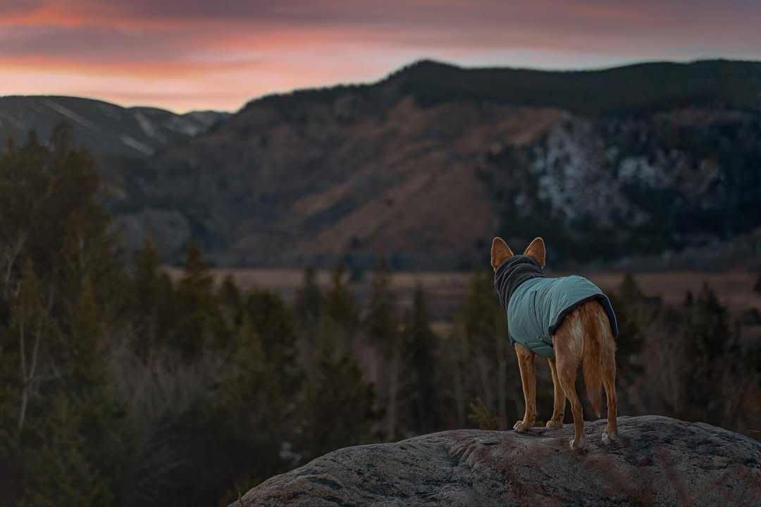 Instagram post by @pack.of.tranquility for Voyagers K9 Apparel. Caption reads: [...] Winter Coat | Glacier | Gifted |....
