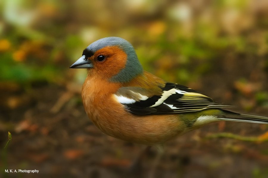 Instagram post by @meszaros_katalin_anna for UNICEF. Caption reads: Fringilla Coelebs /Erdei Pinty/ It lives in....