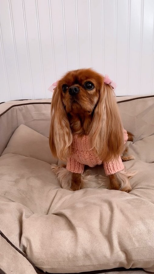 Instagram post by @ladyemmaofashburn for Snoozer Pet Products. Caption reads: FINALLY!!! 🧶💕 #sweataweatha 

Pink Cable Knit....