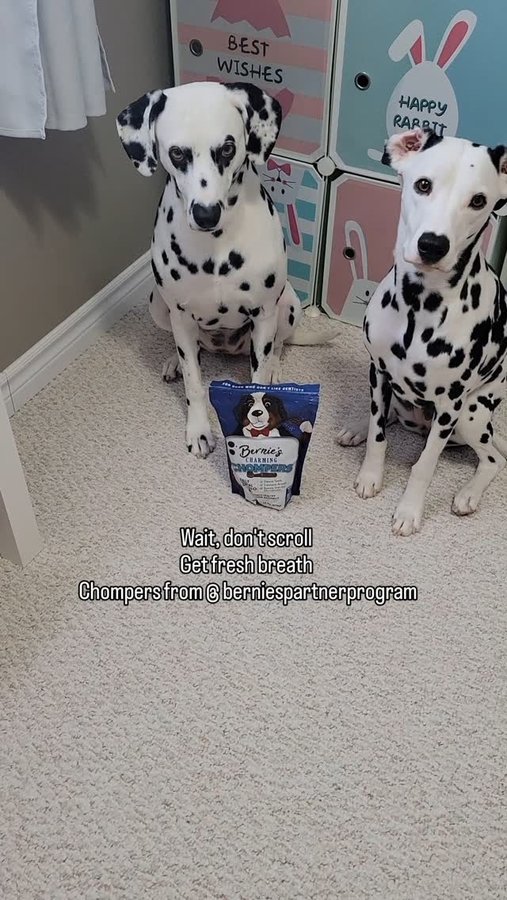 Instagram post by @spottedfriend101 for Bernie's Best. Caption reads: #ad #gifted Dog dental health is important. ....