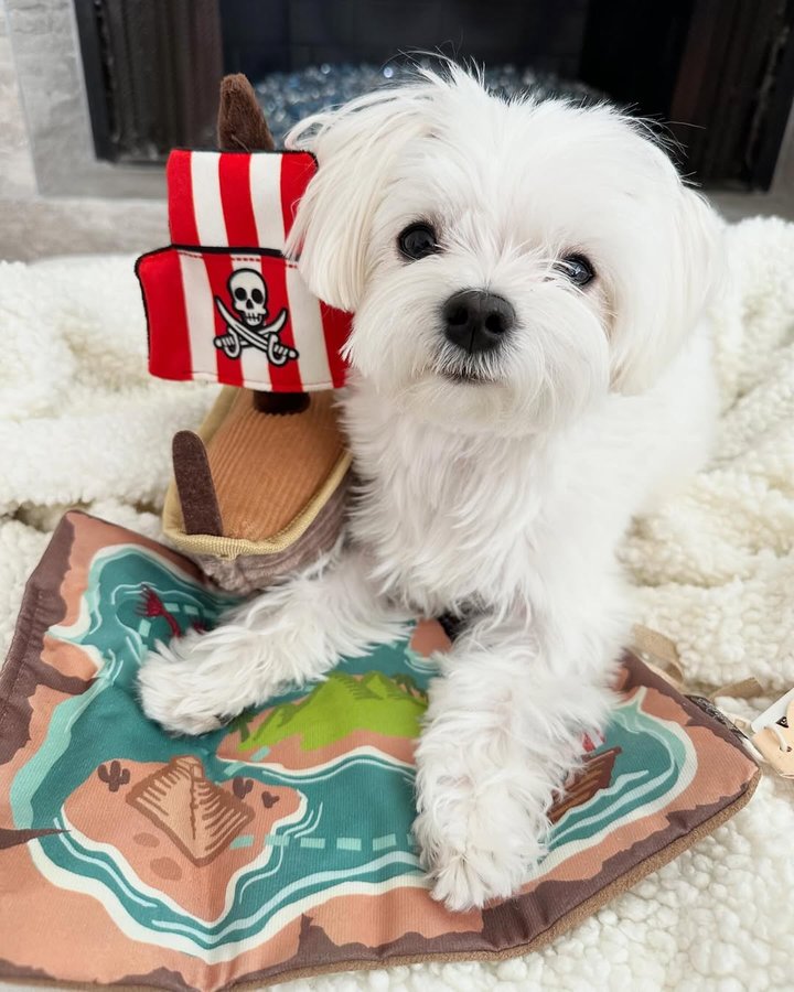 Instagram post by @mochifloof for PupBox. Caption reads: [...] treasure! 🏴‍☠️🗺️🐶🐾 #sponsored #pupbox....