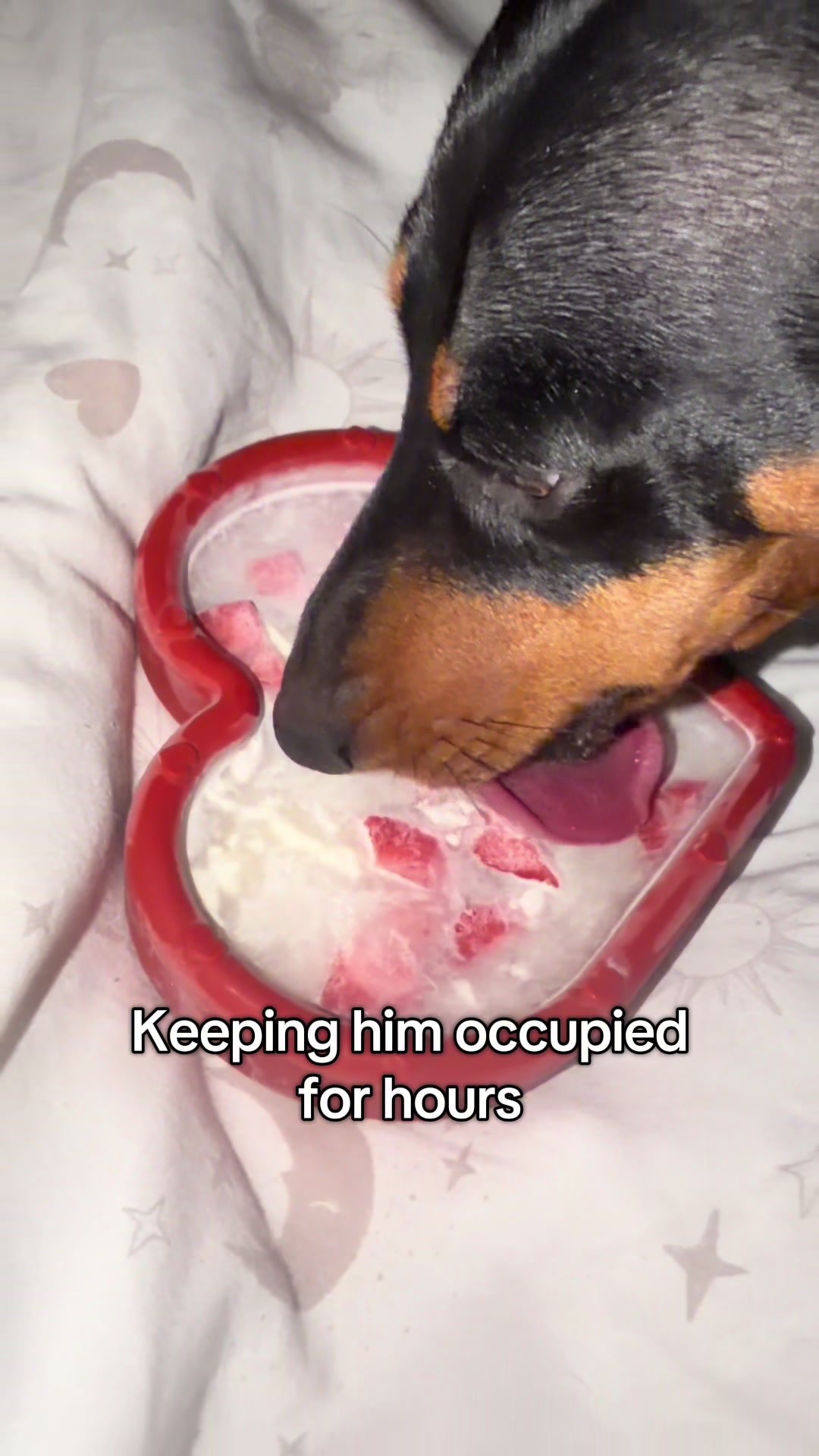 TikTok post by @frankmeandivdd for Freezbone. Caption reads: @Freezbone UK #DealDrops #dogenrichmentideas.