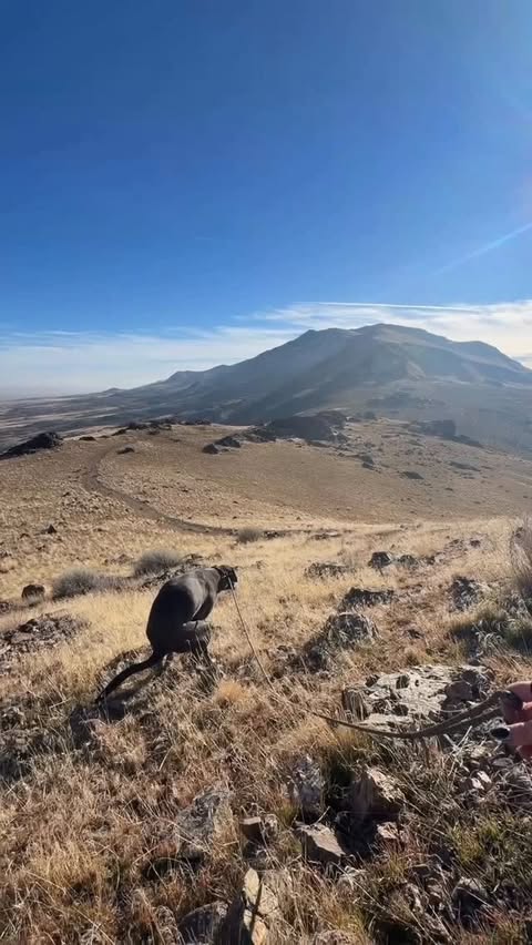 Instagram post by @avemarin_ for Skout's Honor. Caption reads: [...] HydroClear pet wipe + eye wash from....