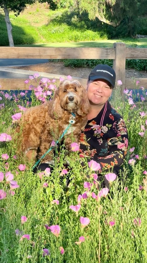 Instagram post by @amazinggraciedoodle for Zoetis Petcare. Caption reads: #ad #ZoetisPartner 
🎶 Life is a highway 🌈… and....