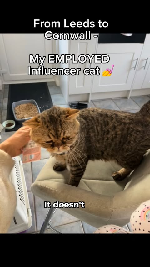 Instagram post by @iamellahudson for KatKin. Caption reads: [...] were feeding their cats. We switched to....
