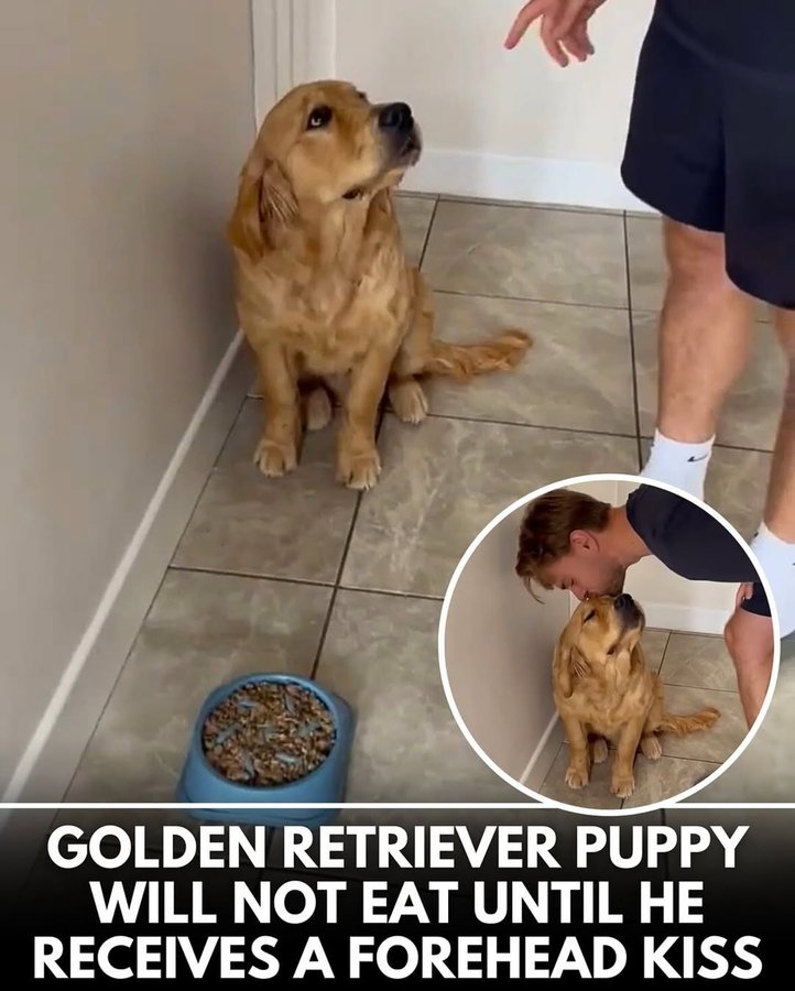 Instagram post by @no.fucksgiiven for WeRateDogs. Caption reads: This is Parker. His release command is a little....