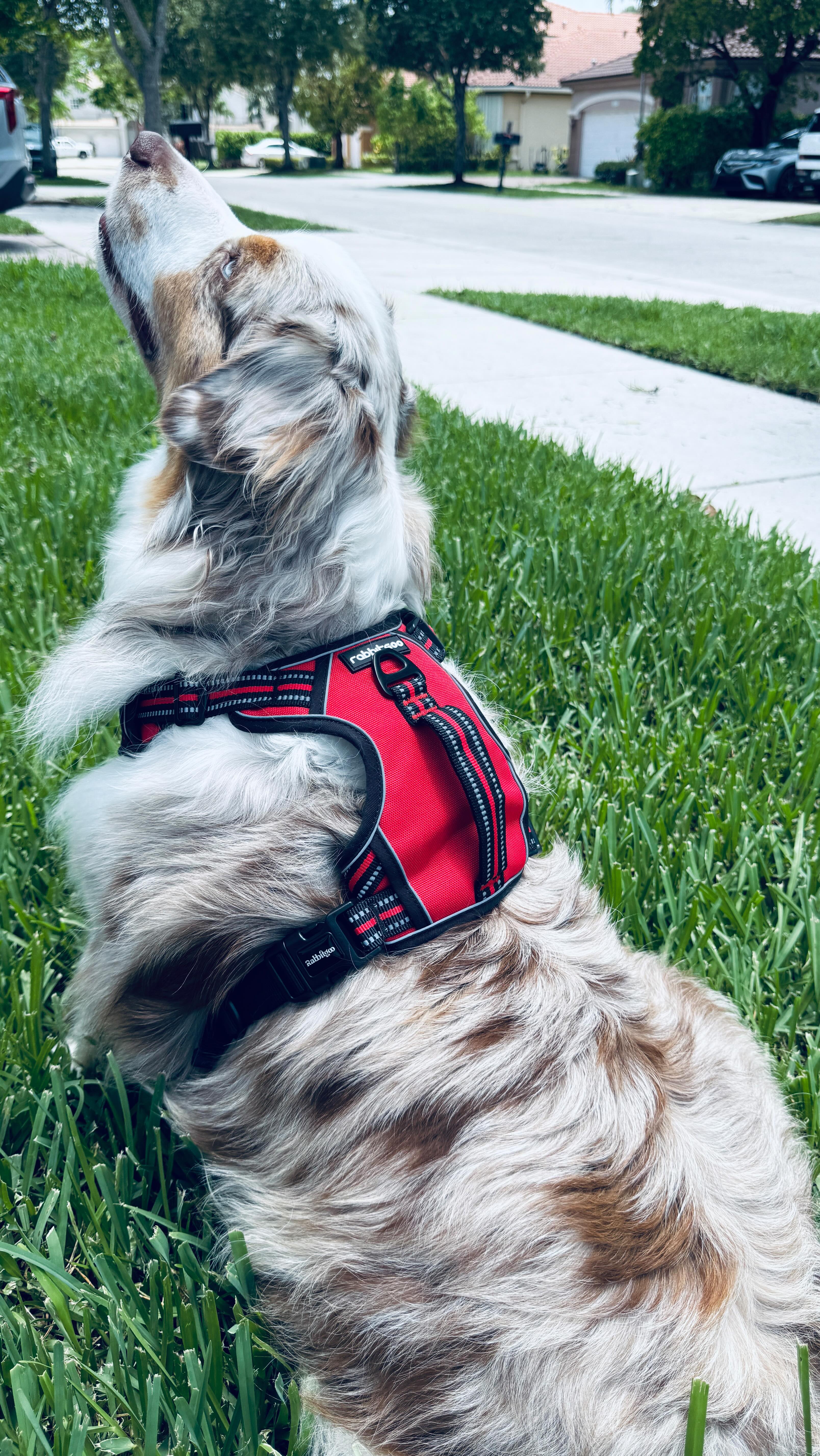 Instagram post by @busraalya for Rabbitgoo. Caption reads: [...] is now safer and more comfortable! 🐾....