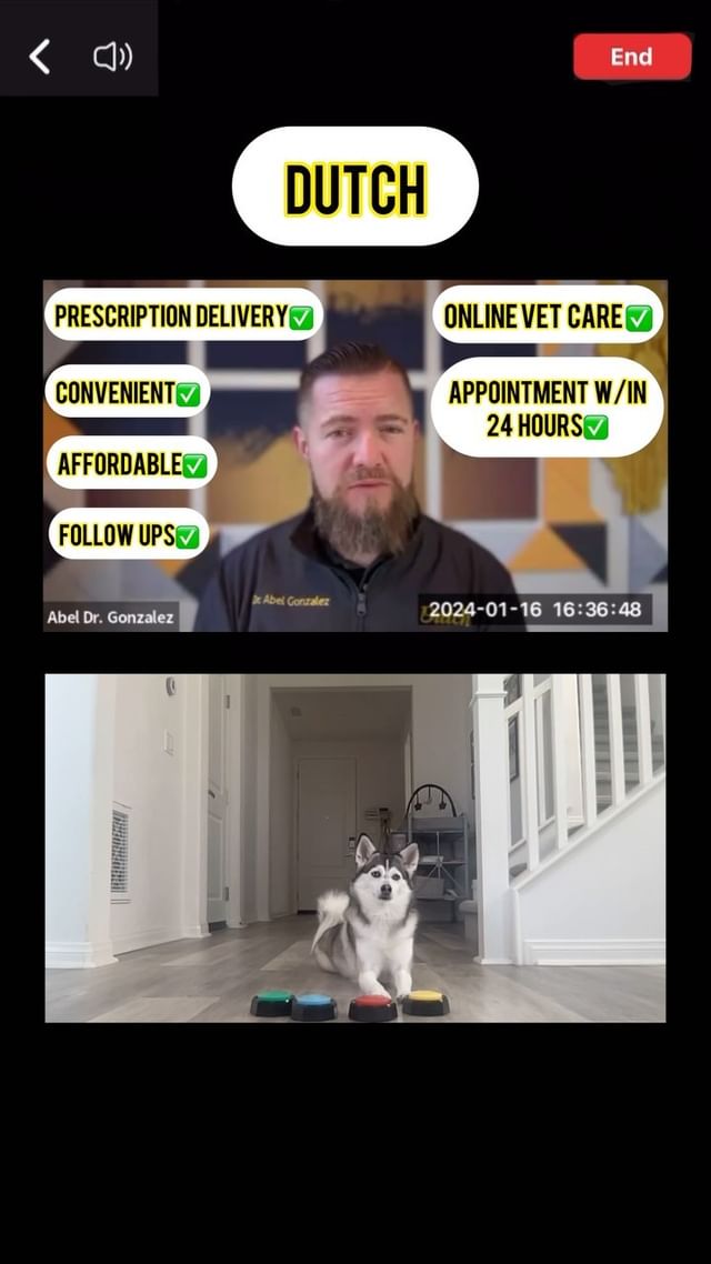 Instagram post by @sapphie_the_pomsky for Dutch. Caption reads: [...] vet appointment through @hellodutch ! We....