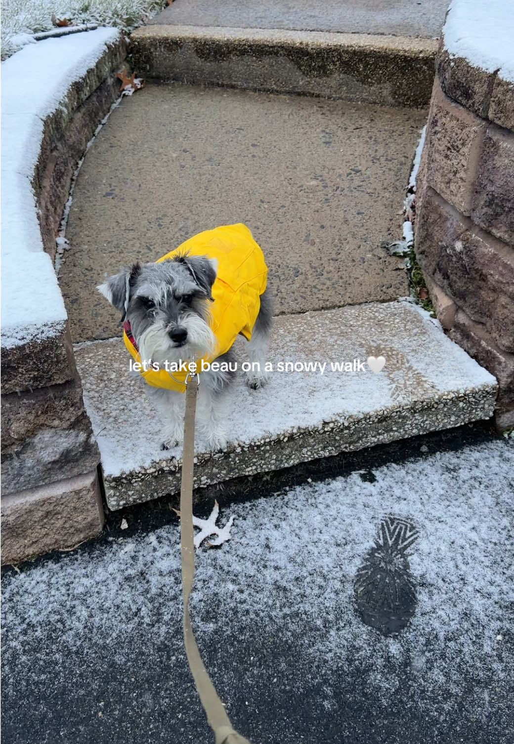 TikTok post by @schnauziebeau for ororo Heated Apparel. Caption reads: [...] our FAVORITE pet product to date @ororo....