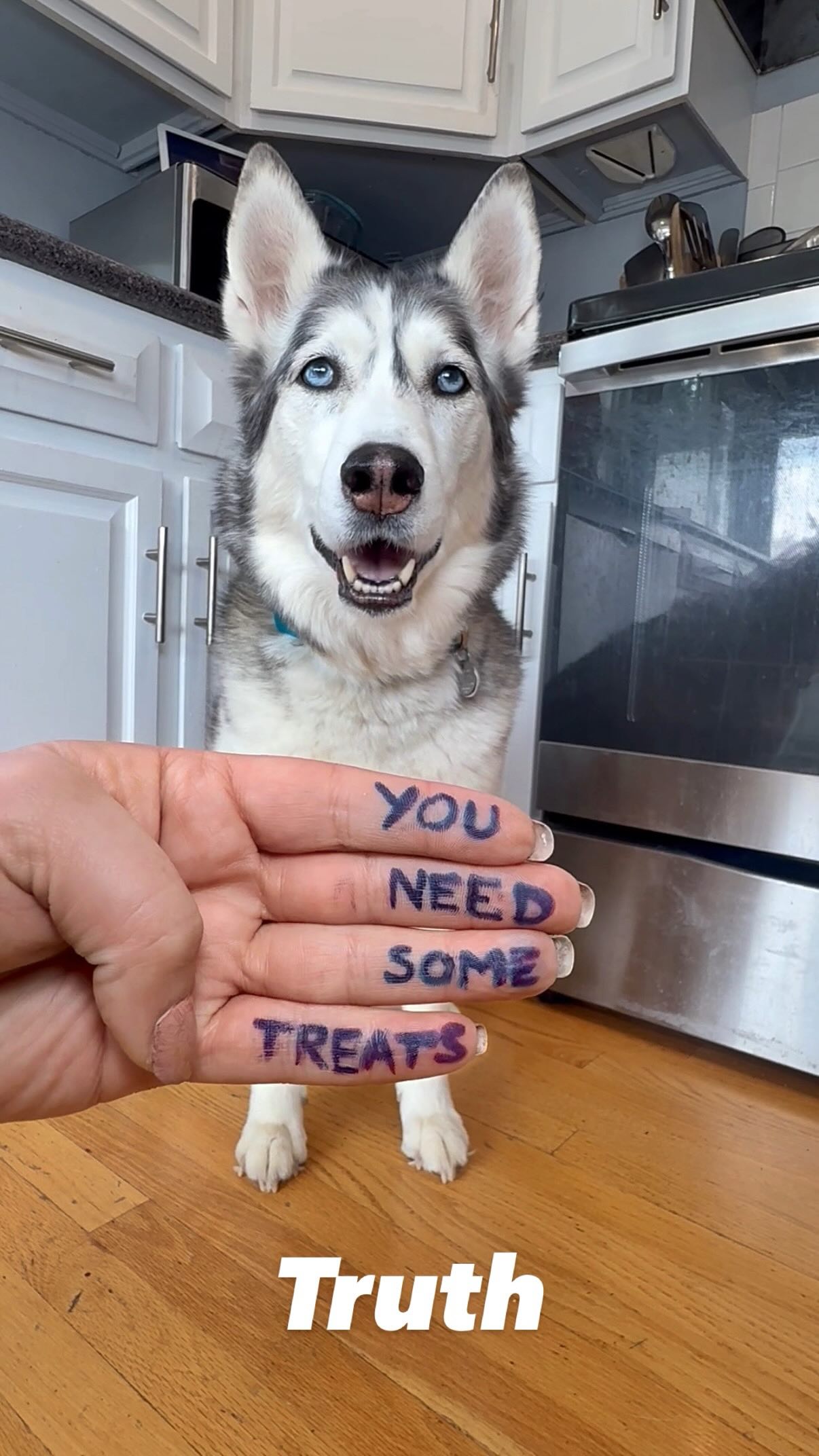 Instagram post by @2husketeers for Stella & Chewy's. Caption reads: You need a treat!  Agree?
#NomNomNom

It’s no....