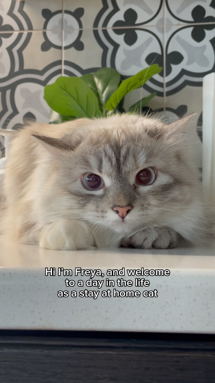 Instagram post by @freyathesiberian for Prettylitter. Caption reads: See if your kitty loves @prettylitter as much as....