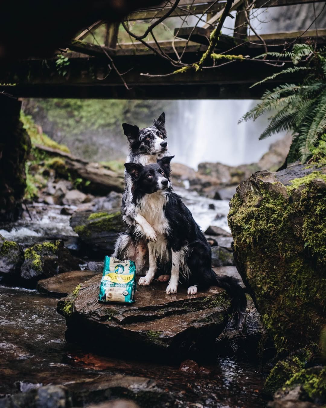Instagram post by @expeditionego for Earthborn Holistic Pet Food. Caption reads: Celebrate Earth Day with @earthbornholistic!!....
