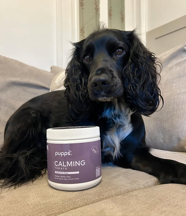 Instagram post by @ada_daisy_sprockers for Pupps. Caption reads: [...] when it comes to separation anxiety, but....