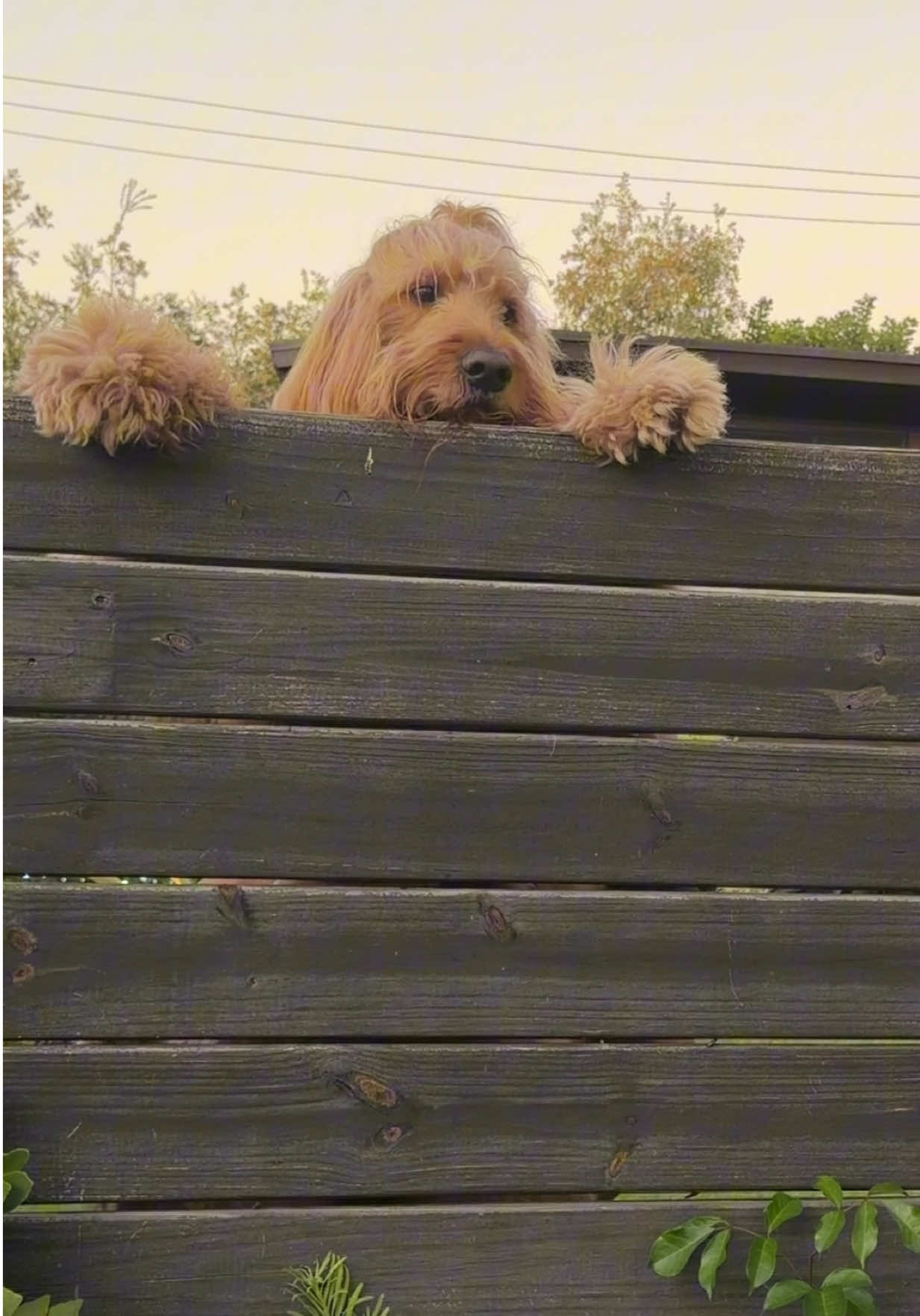 TikTok post by @brodiethatdood for Ring. Caption reads: [...] her name like a crazy person… Thanks to....