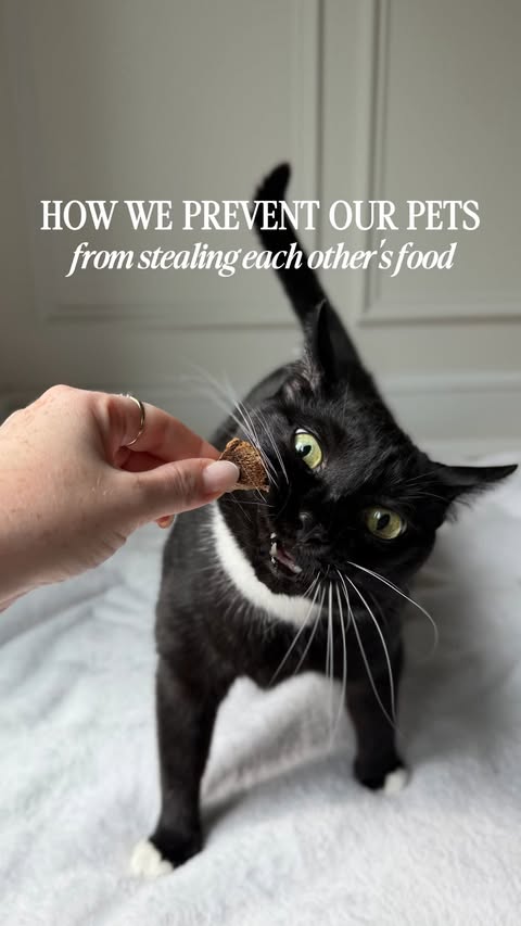 Instagram post by @shepherd.sisterss for PETLIBRO. Caption reads: [...] feeders! Use code EMBER for 15% off 🤍....