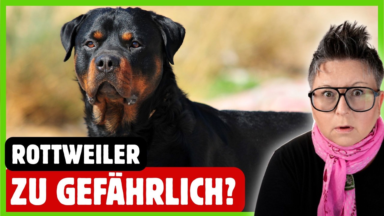 YouTube post by @DOGsTV-Hundewelt for Envato Elements. Caption reads: Rottweiler: What is TRULY dangerous about them.