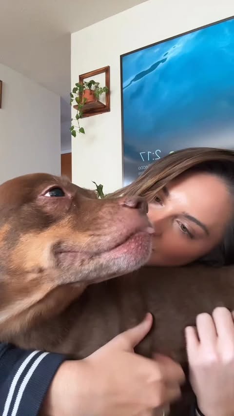 Instagram post by @makoandkonasmom for King Lou. Caption reads: [...] dogs today 😂 we did not sleep 🫶🏻....