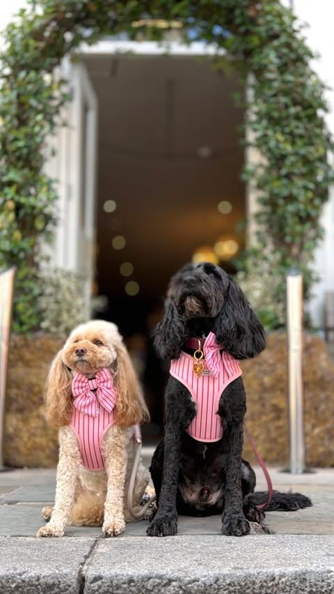 Instagram post by @luna_the_cockapoo07 for Dog Furiendly - Dog Friendly Places. Caption reads: 🩷🍗🩷 TᕼE ᗪOG’ᔕ ᗪIᑎᑎEᖇ! 🩷🍗🩷 We are such lucky....