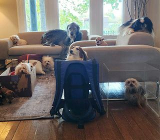 Instagram post by @wolfgang2242 for Whistle. Caption reads: Whether you have 10 dogs or 1 dog, it's not always....