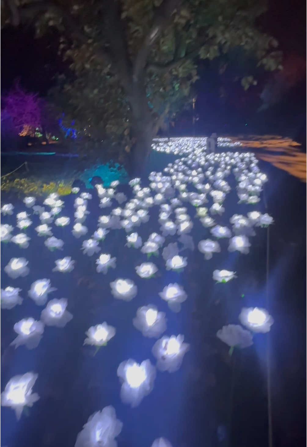 TikTok post by @brooklynbotanic for Sony Music. Caption reads: [...] Con Edison. In partnership with @Sony Music.....