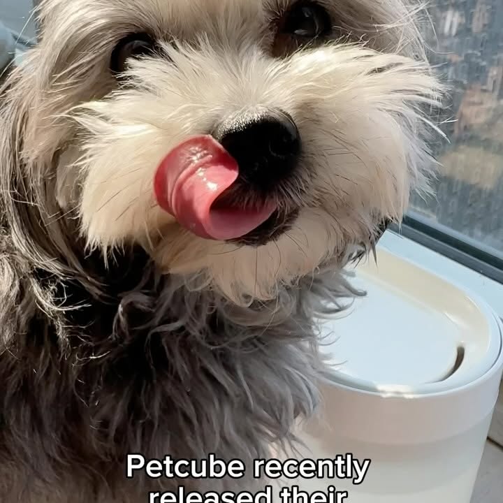 Instagram post by @minihersheybar.k for Petcube. Caption reads: ad | Since we’re always on the lookout for more....